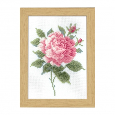 5月ピンクローズ