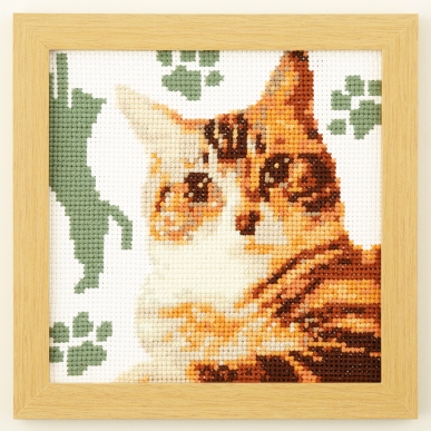 ネコ（アメリカン・ショートヘア）