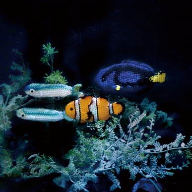 クマノミと泳ぐ海 